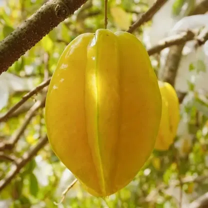 ⭐Sweet Starfruit Seeds-Four Seasons Potted