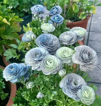 🌸An elegant sprite in the garden | Ranunculus | One bulb can fill an entire pot
