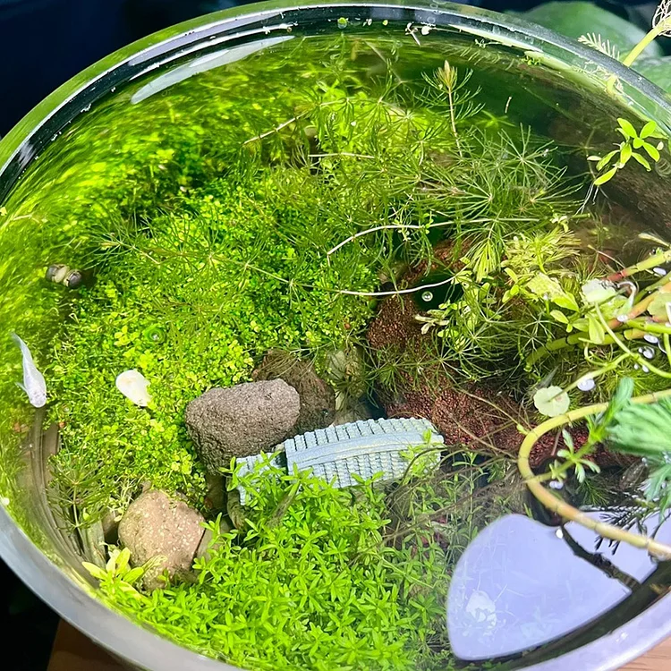 🌿Air Purifying Fish Tank Aquatic Plant Seeds