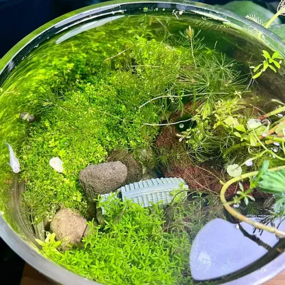 🌿Air Purifying Fish Tank Aquatic Plant Seeds