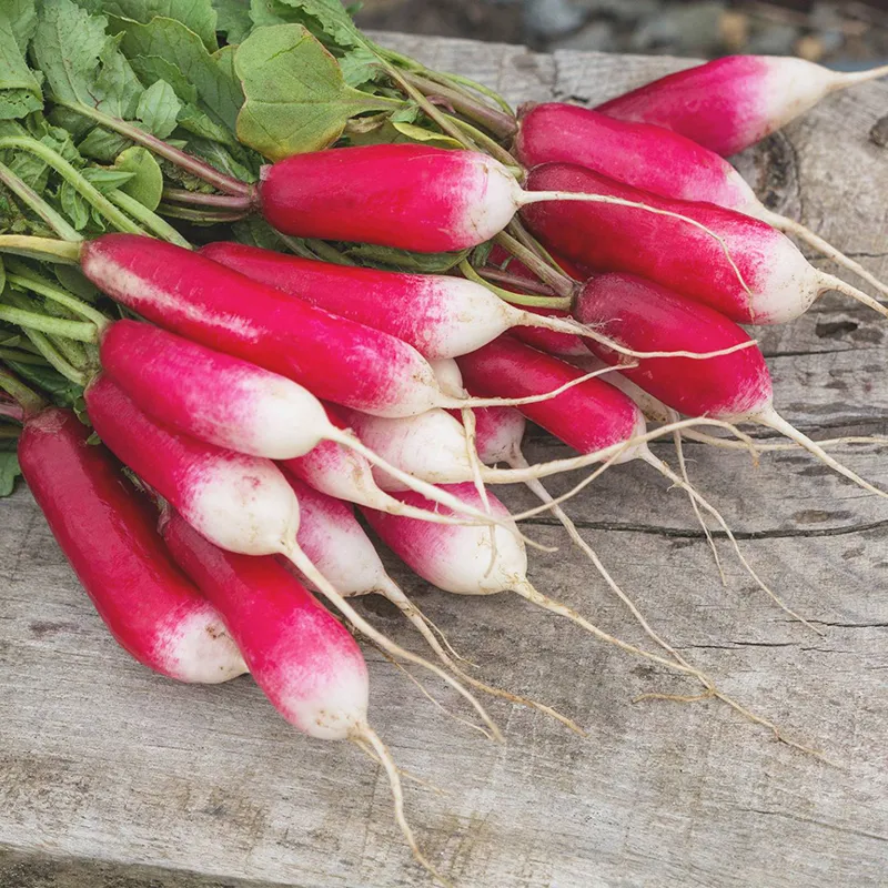 Heirloom French Breakfast Radish Seeds