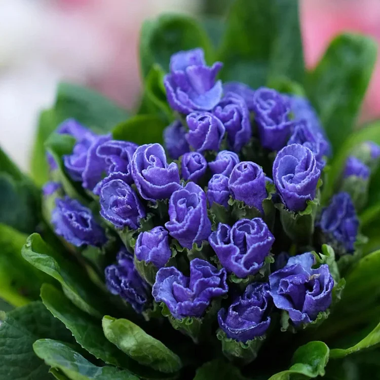 🌸Rose Primrose Seeds - The Timeless Charm of Love & Renewal💗