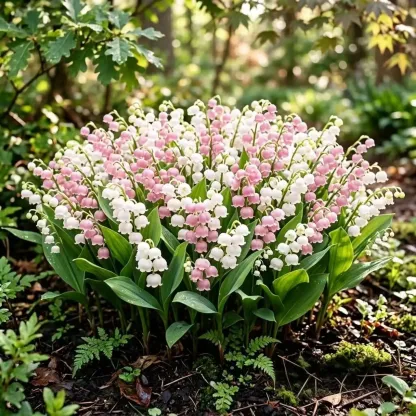 🏆2026 Best-Selling💐Lily Of The Valley—Hppiness Arrives