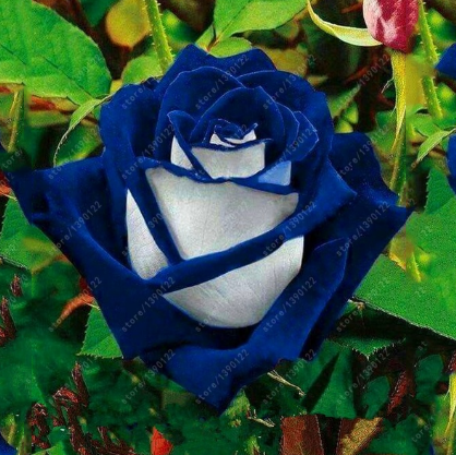 20 Pcs/bag Black Rose Flower Colorful Rose Petals Plant Seeds for Home Garden