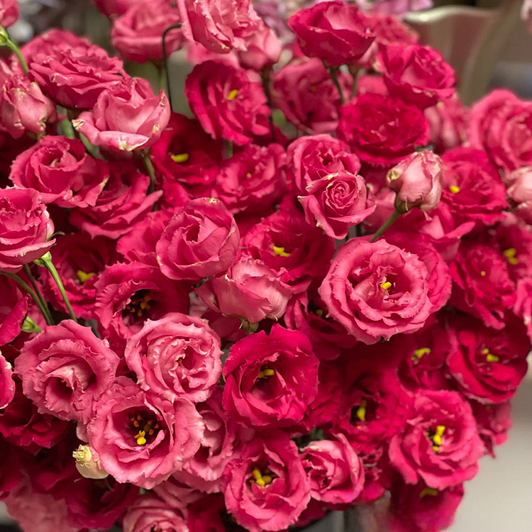 💐Lisianthus - Sincere Love