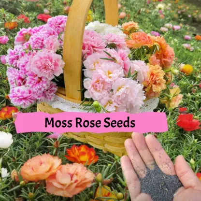 🌹10000 PCS-Moss Rose—Immortal Flower