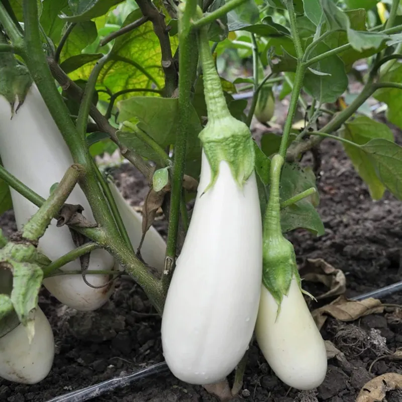 French classic Casper eggplant Seeds