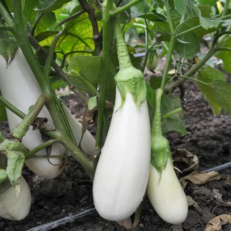 French classic Casper eggplant Seeds