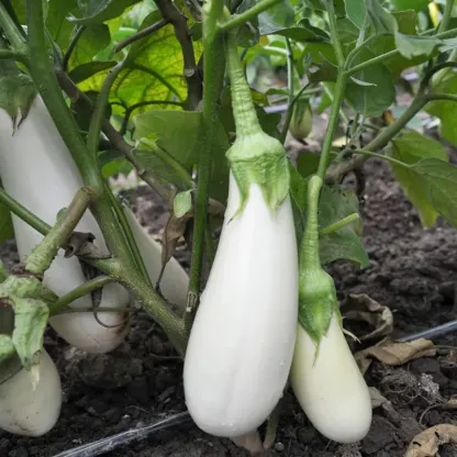 French classic Casper eggplant Seeds