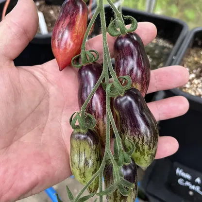 SUVKA GURMAN TOMATO SEEDS