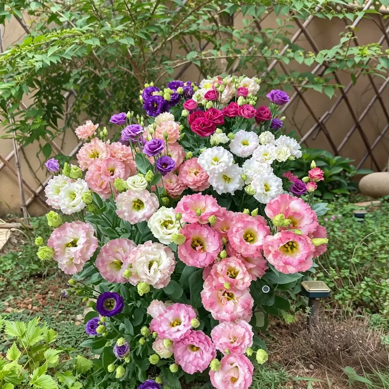 💐Lisianthus - Wildflower, Non-GMO, Garden, Indoor Blooms