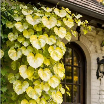 💜Purple Heart Vine Seeds–Vibrant Climbing Beauty 🌿✨