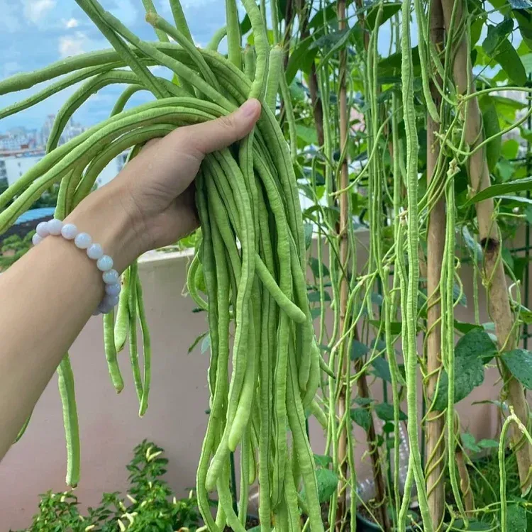 Long cowpea: A high-yielding vegetable in a short time