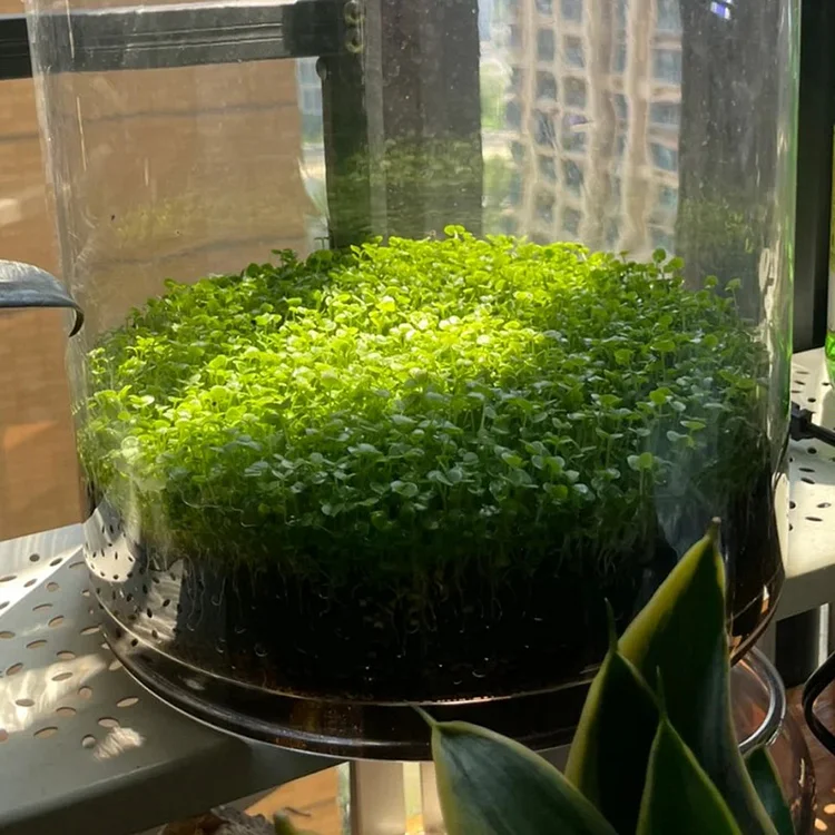 🌿Air Purifying Fish Tank Aquatic Plant Seeds