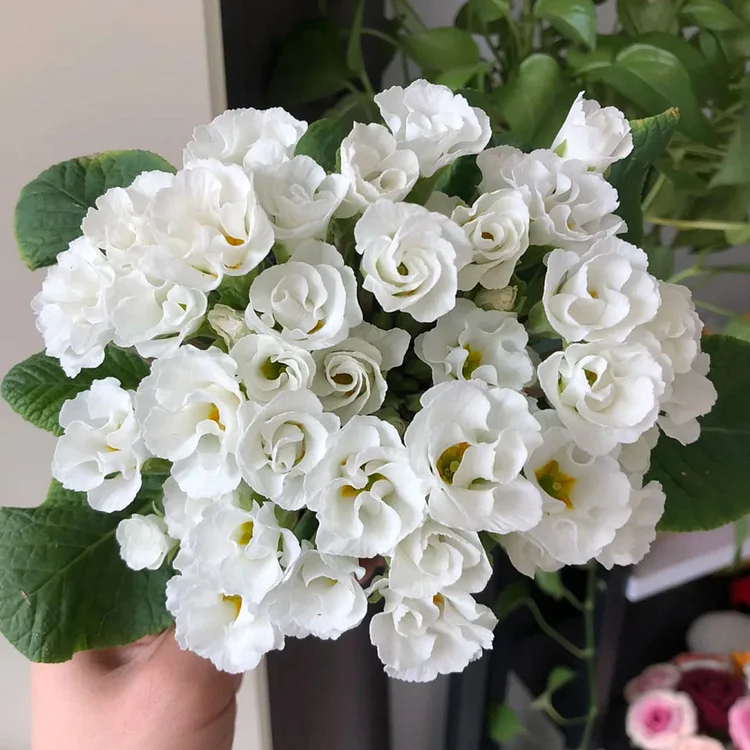 🌸Rose Primrose Seeds - The Timeless Charm of Love & Renewal💗