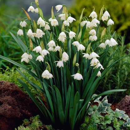 💐Snowflake（Leucojum）Seeds