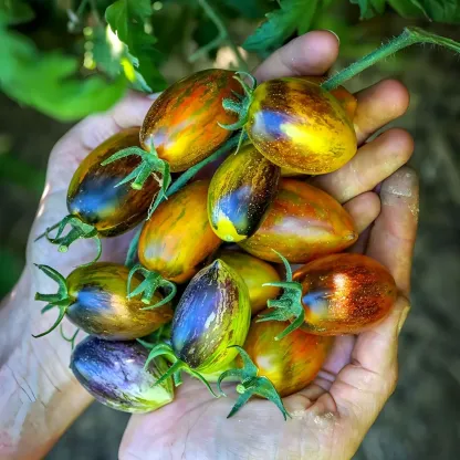 COLORFUL BRAD'S ATOMIC GRAPE TOMATO