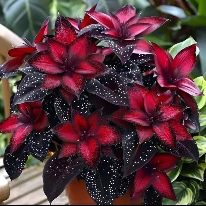 🌟Stardust Begonia 