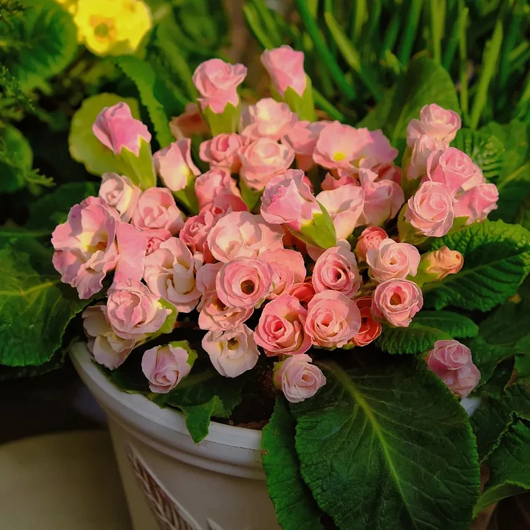 🌸Rose Primrose Seeds - The Timeless Charm of Love & Renewal💗