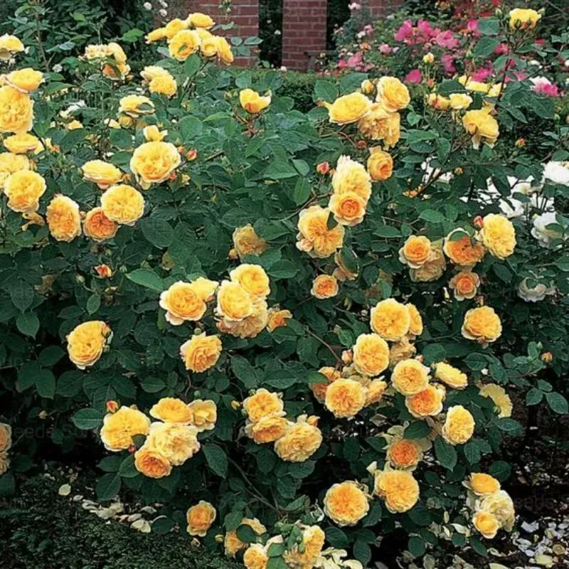 🌹9 Types Of & Rare Color Climbing Rose Seeds