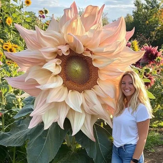 Giant Sunflower Seeds