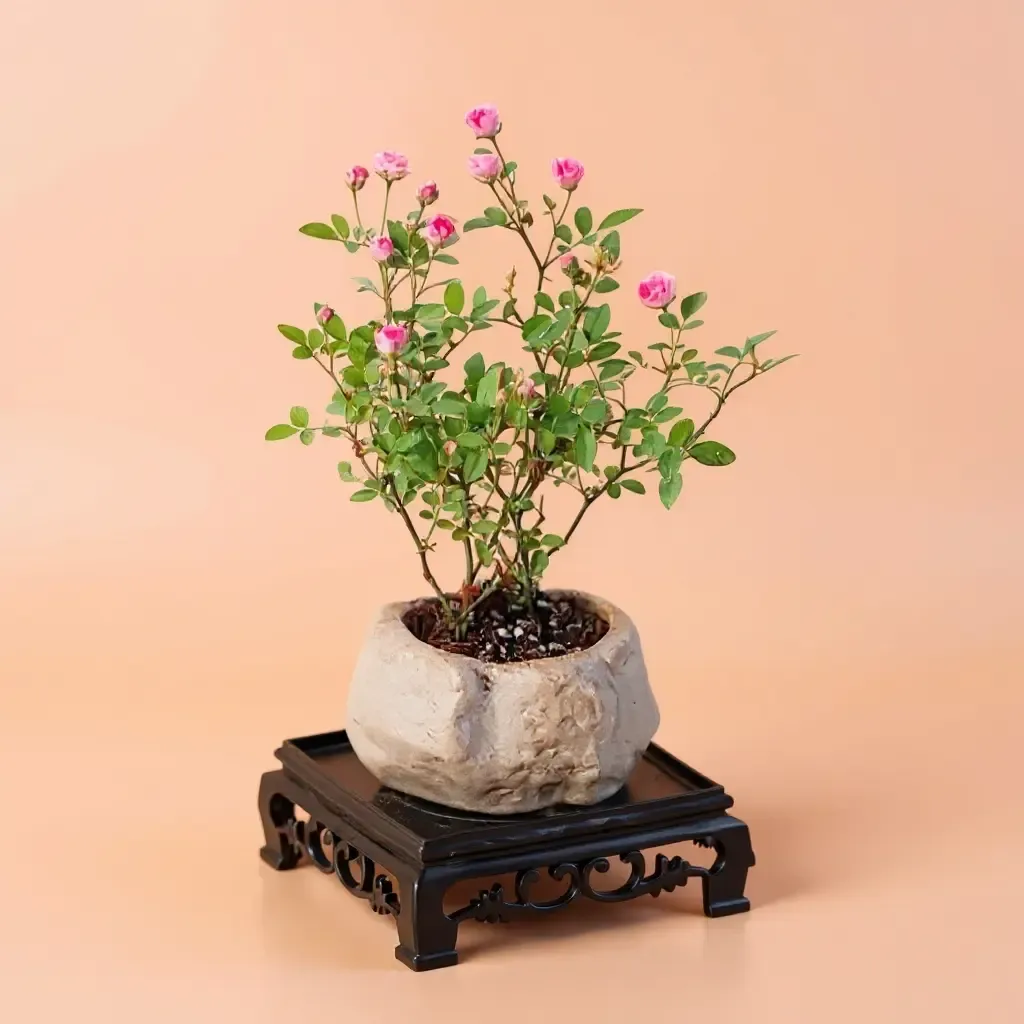 🌱Kiji Miniature Rose: Even a small pot can produce abundant blooms