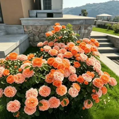 🌹【REPEATED FLOWERING】🌹CLIMBING ROSE SEEDS - HAPPINESS INCREASES