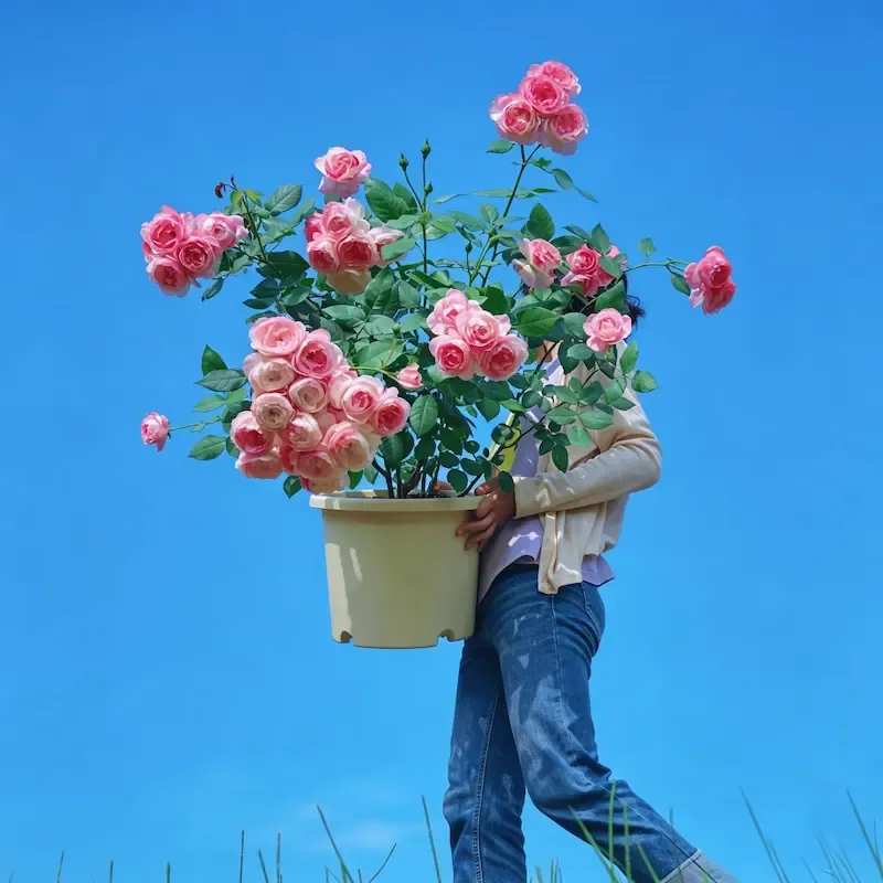 🌹【REPEATED FLOWERING】🌹CLIMBING ROSE SEEDS - HAPPINESS INCREASES