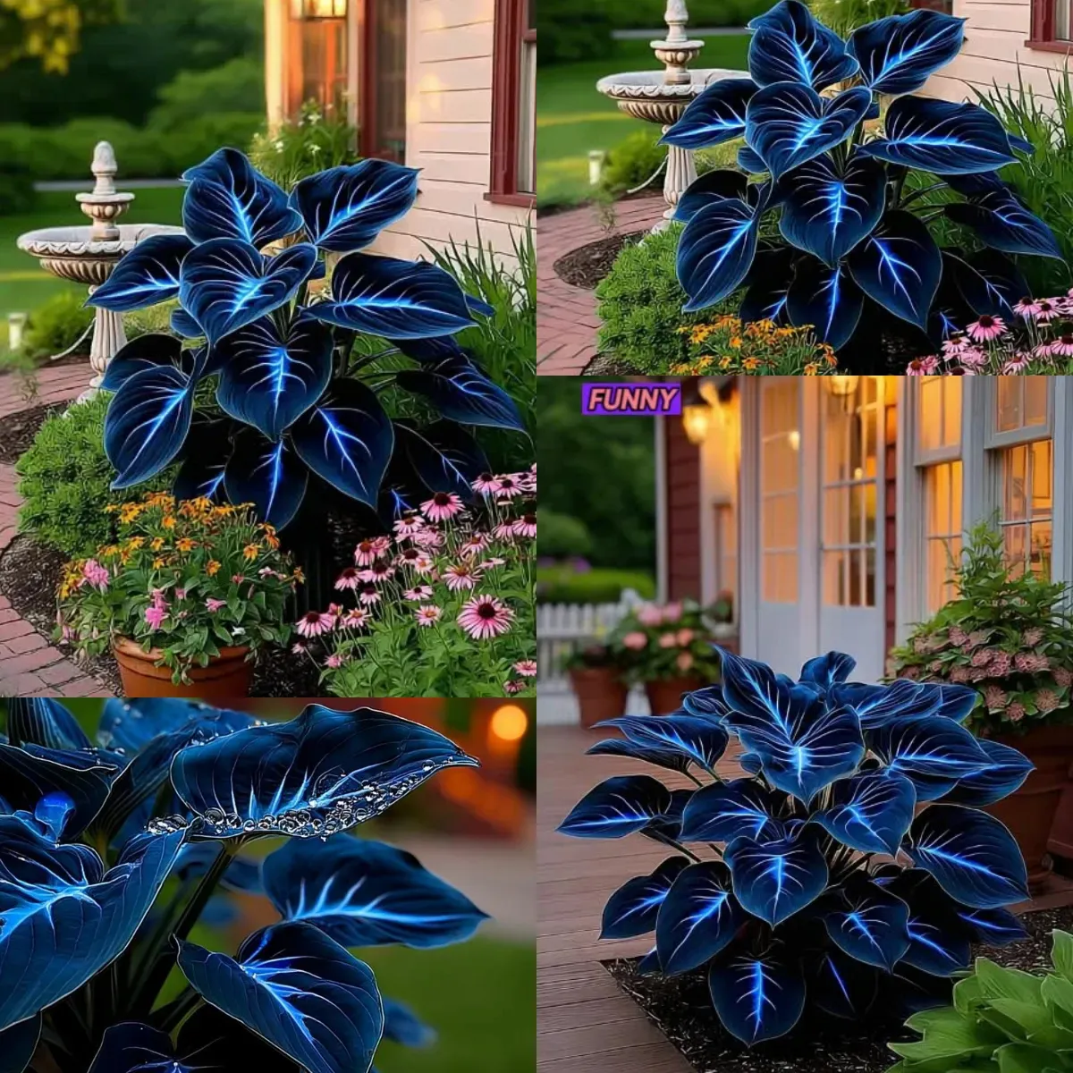 🔥🌌 Glow-in-the-Dark Garden Magic: Rare Dark Blue Flame Hostas Seeds