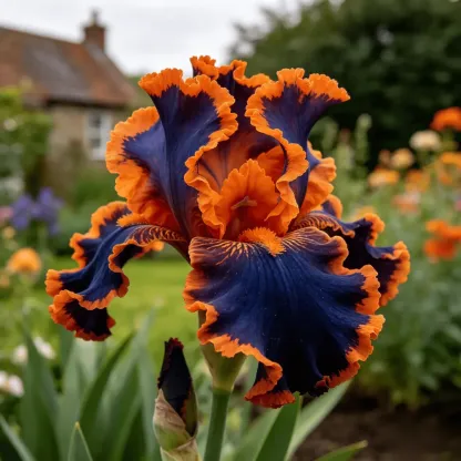 Rare Heirloom Iris Bulbs- Beautiful and Colorful Blooms for Your Garden