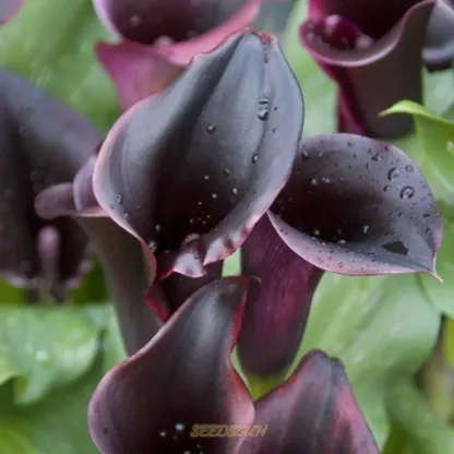 Rare Black and Red Bicolor Series Flower Seeds