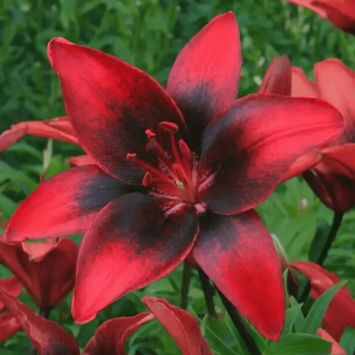 Rare Black and Red Bicolor Series Flower Seeds