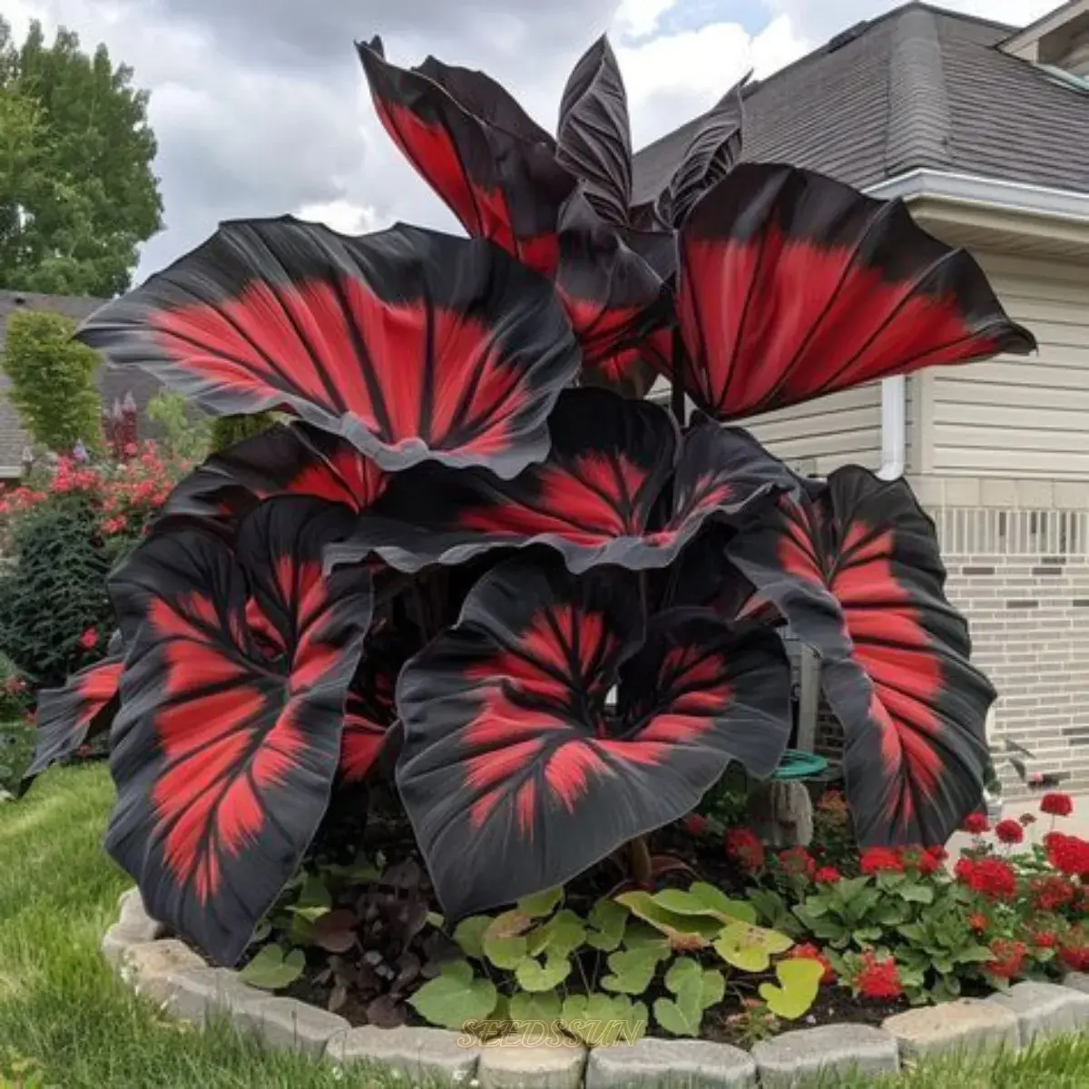 Rare Black and Red Bicolor Series Flower Seeds