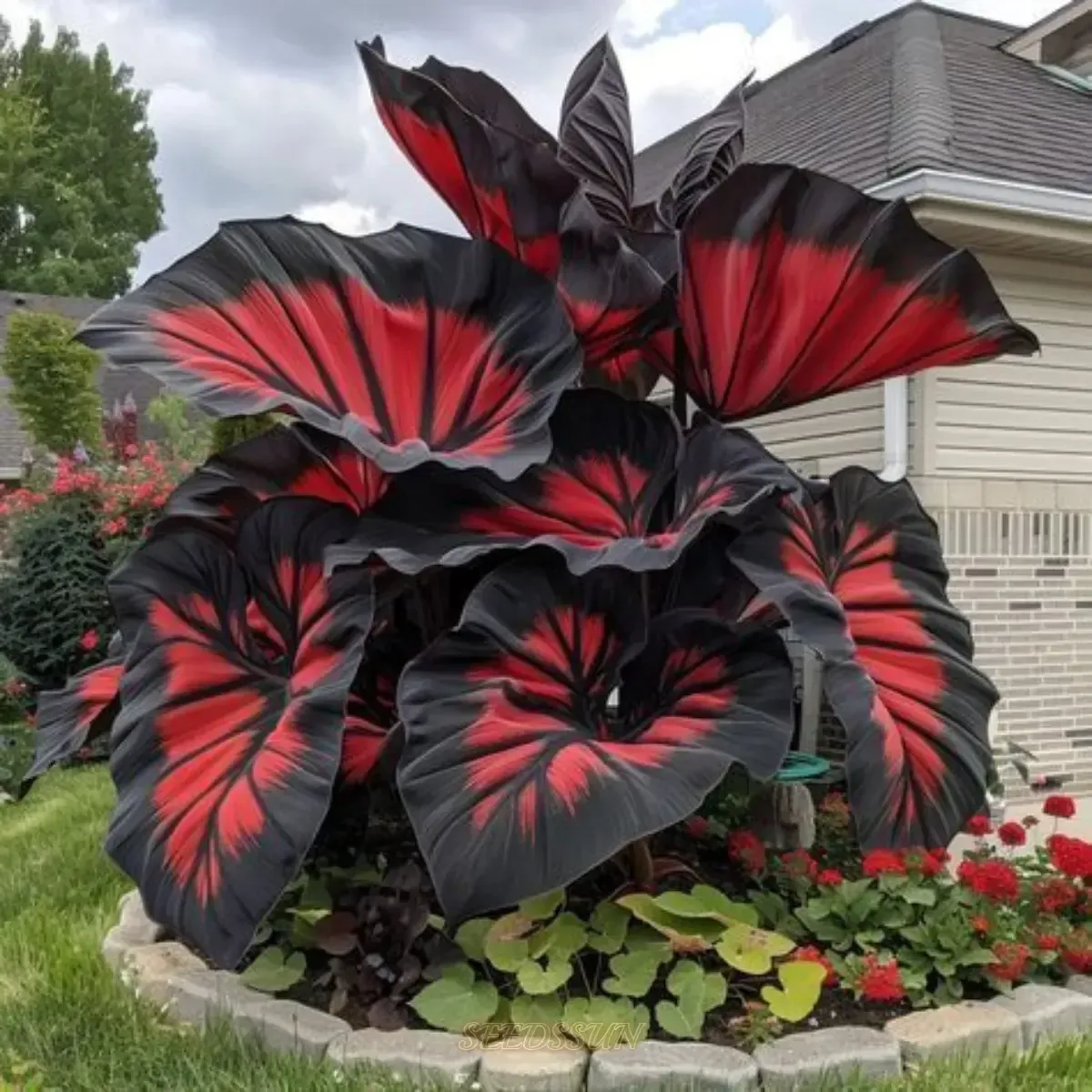 Rare Black and Red Bicolor Series Flower Seeds