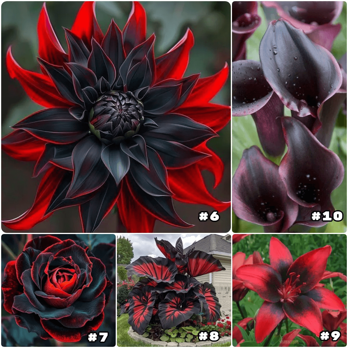 Rare Black and Red Bicolor Series Flower Seeds