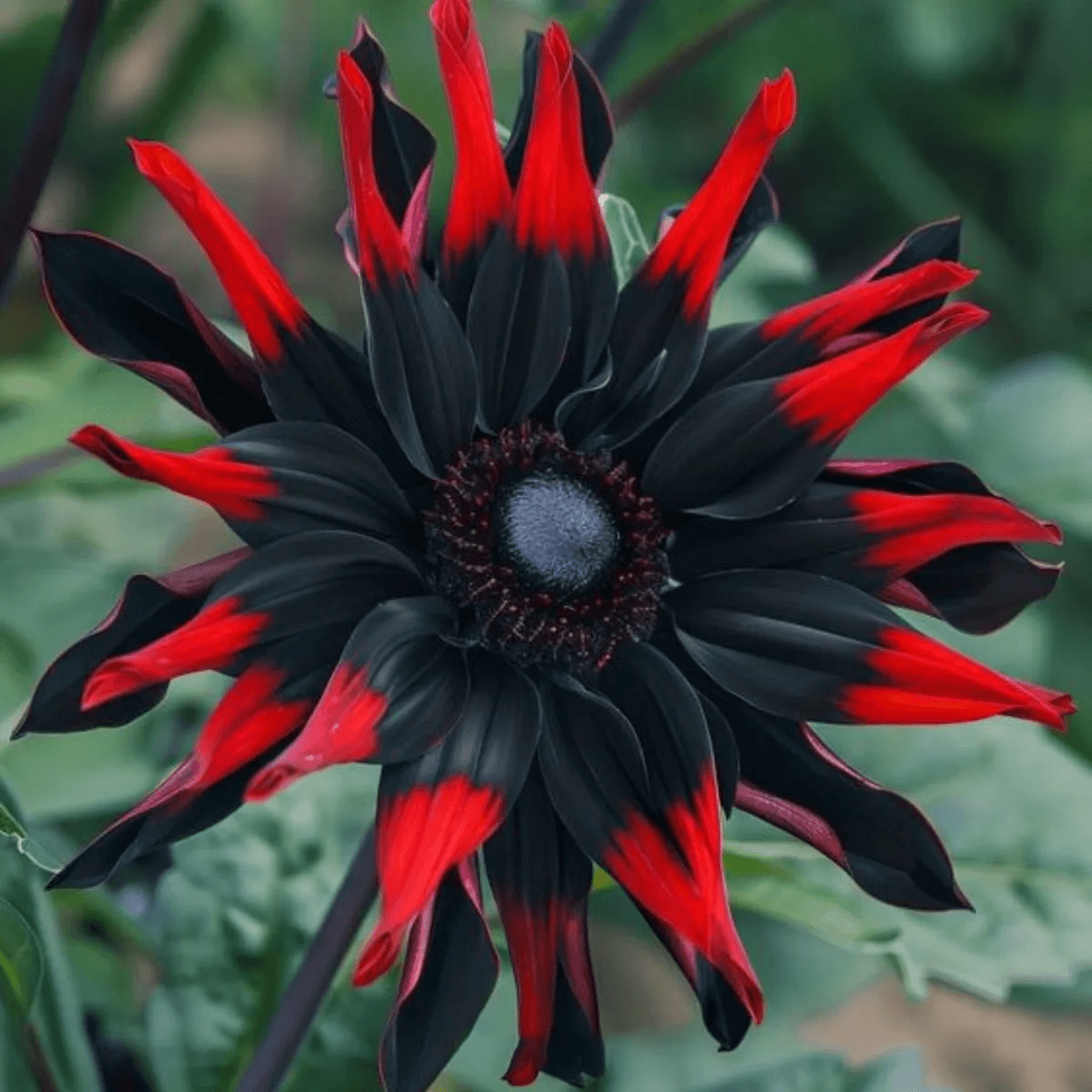 Rare Black and Red Bicolor Series Flower Seeds