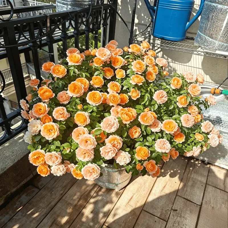 🌹【REPEATED FLOWERING】🌹CLIMBING ROSE SEEDS - HAPPINESS INCREASES