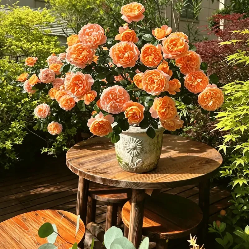 🌹【REPEATED FLOWERING】🌹CLIMBING ROSE SEEDS - HAPPINESS INCREASES