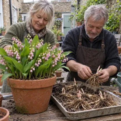 💐Lily of The Valley Perennial Flower Bulbs—Easy to Grow, Rich Scented，Perfect for Outdoor & Indoor