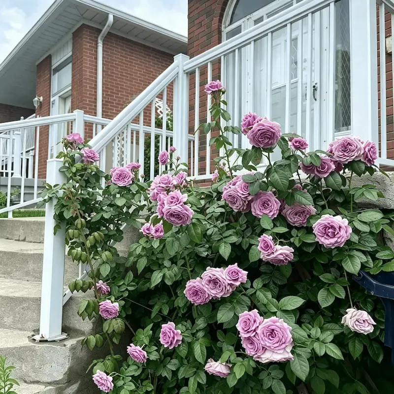 🌹【REPEATED FLOWERING】🌹CLIMBING ROSE SEEDS - HAPPINESS INCREASES