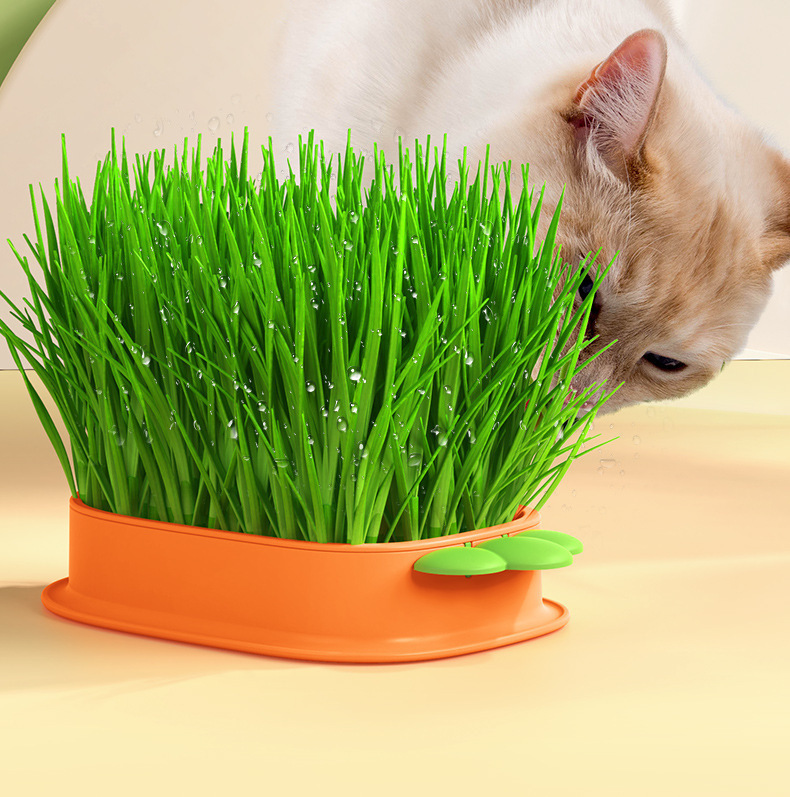 🌱 Cat Grass Seeds-Easy to Grow