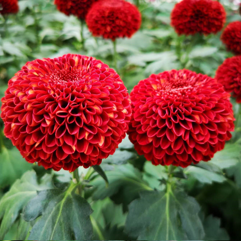 🌼Ping Pong Chrysanthemum Seeds