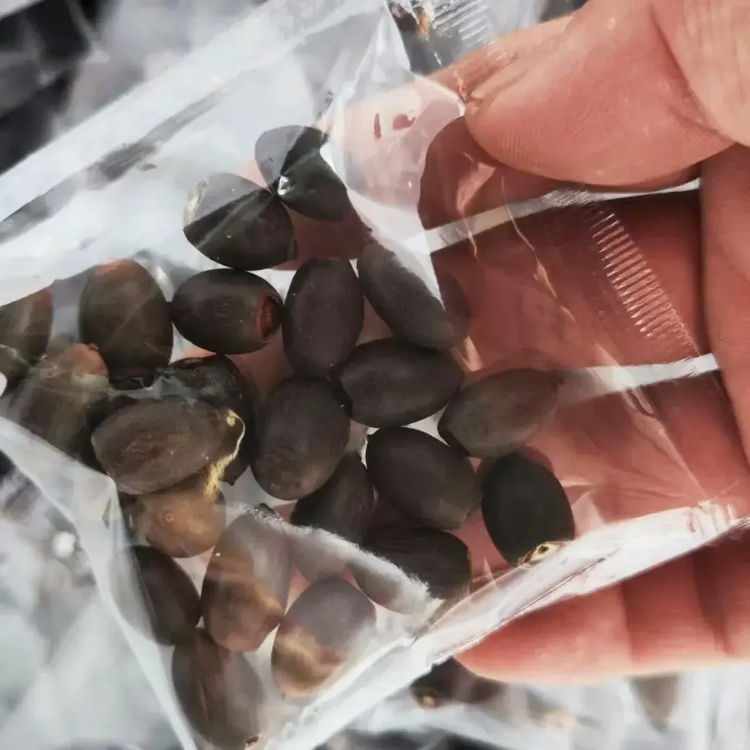 🌺BOWL LOTUS-RELIEVE STRESS