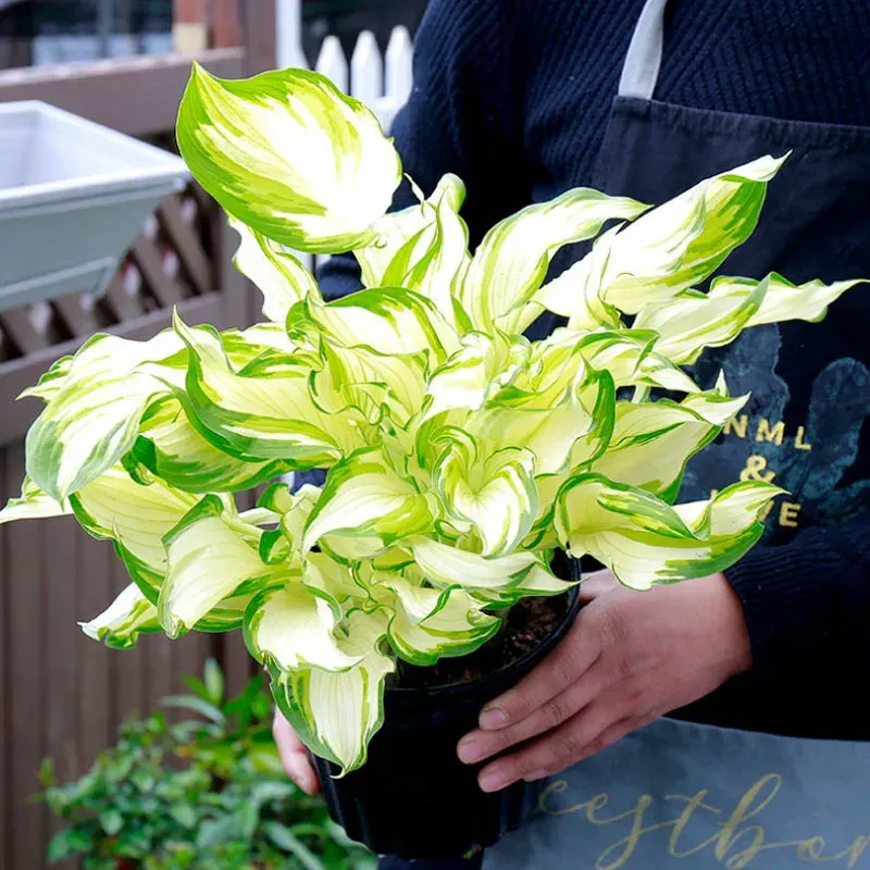 Fairy Variegata Hosta