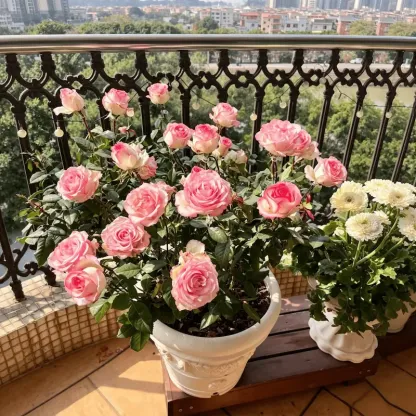 🌹【REPEATED FLOWERING】🌹CLIMBING ROSE SEEDS - HAPPINESS INCREASES