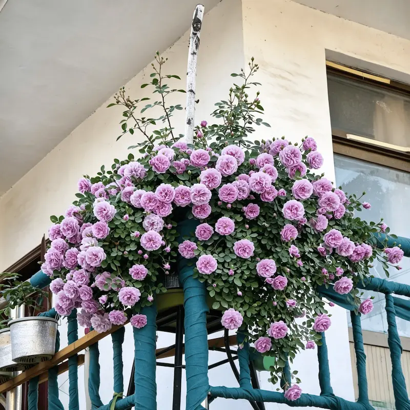 🌹【REPEATED FLOWERING】🌹CLIMBING ROSE SEEDS - HAPPINESS INCREASES