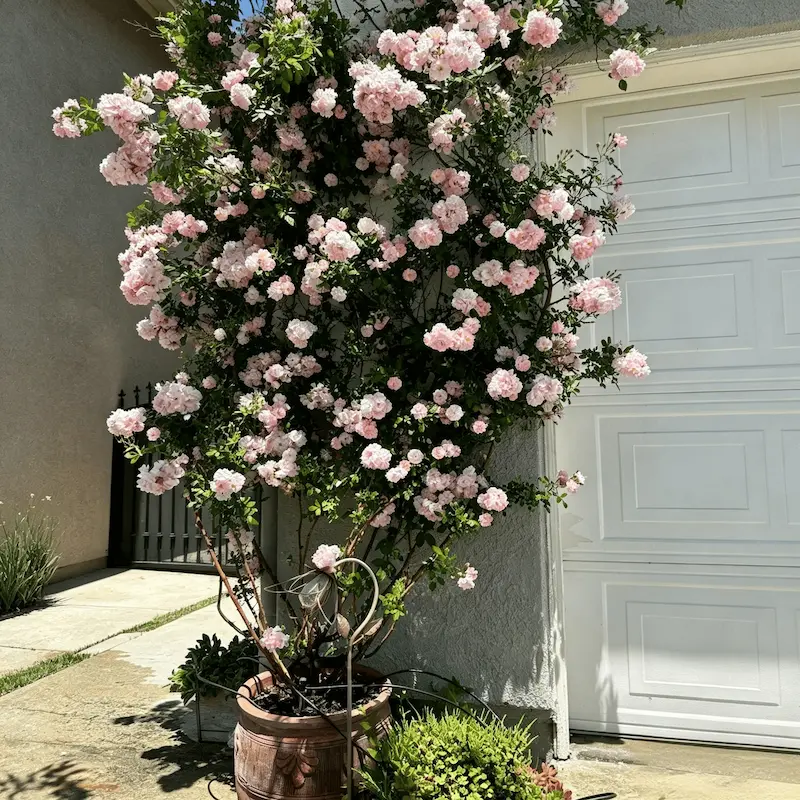 🌹【REPEATED FLOWERING】🌹CLIMBING ROSE SEEDS - HAPPINESS INCREASES