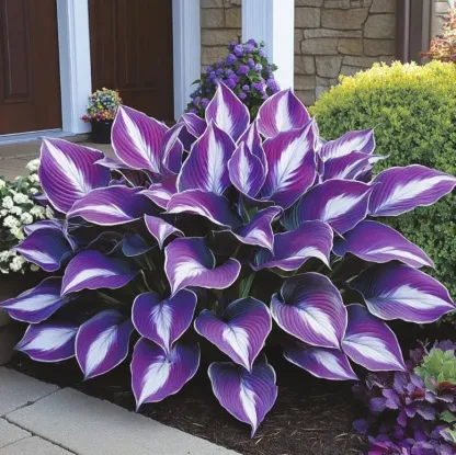 The Enchanting Hosta Seeds - Purple and White