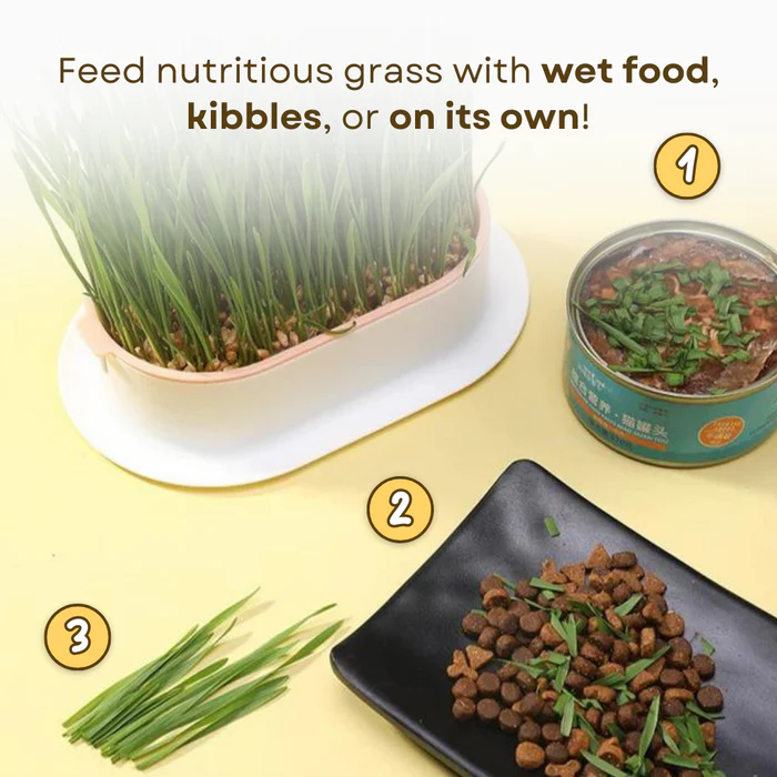 🌱 Cat Grass Seeds-Easy to Grow