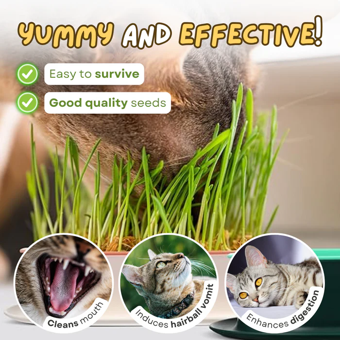 🌱 Cat Grass Seeds-Easy to Grow